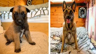 Belgian Malinois Puppy to Dog (Time-lapse) Watch From 3 Weeks to 1 Year!