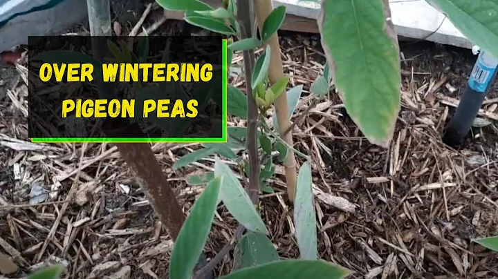 Over-Wintering Pigeon peas (gungo peas)