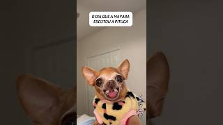 NÃO CONFIE NO PINSCHER #pinscher #chihuahua #dog #humor #meme