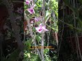 Hoa trong vườn nhà (The flowers in my garden)