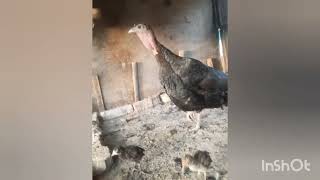 Үндік индоутка тауық балапан асырау 🐥🦆🦃🐓