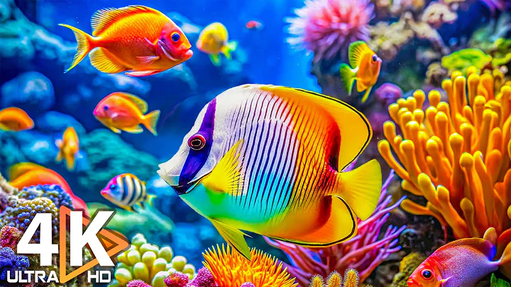 The Best 4K Aquarium 🐠 Colorful Coral Reef Fish & Jellyfish - Relaxing Music for Sleep #11