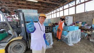 山わさびの植え付け準備