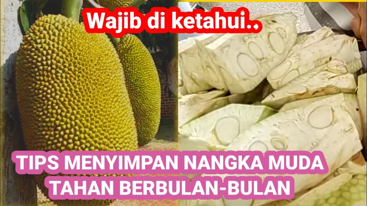 CARA MENYIMPAN TEWEL/NANGKA MUDA AGAR TAHAN SAMPAI BERBULAN-BULAN