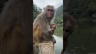 Sot Video Popular Manki