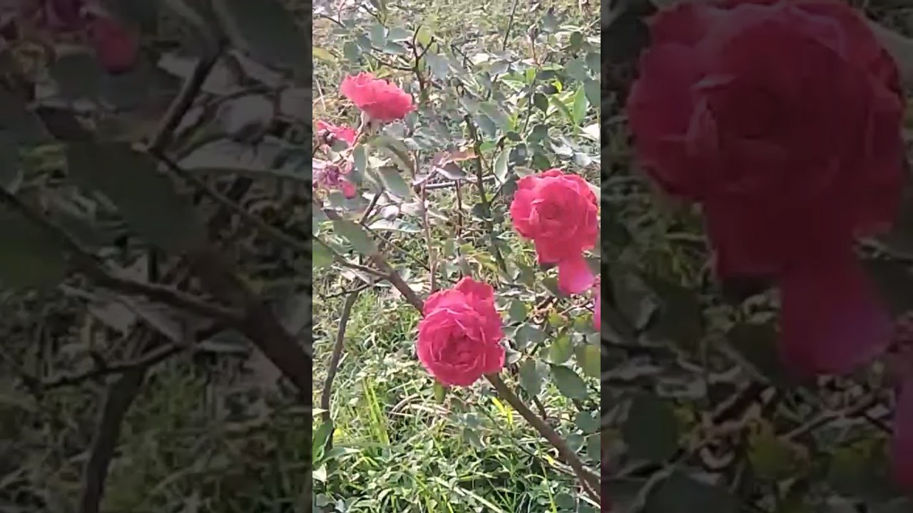 roses are red sky is blue  u r watching desi91 tube 