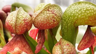 Sunniest January Greenhouse Tour Ever - let’s see all the outdoor Carnivorous Plant Greenhouses!