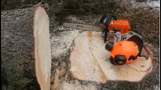 Extreme! Selectively Logging In the Forest 4K