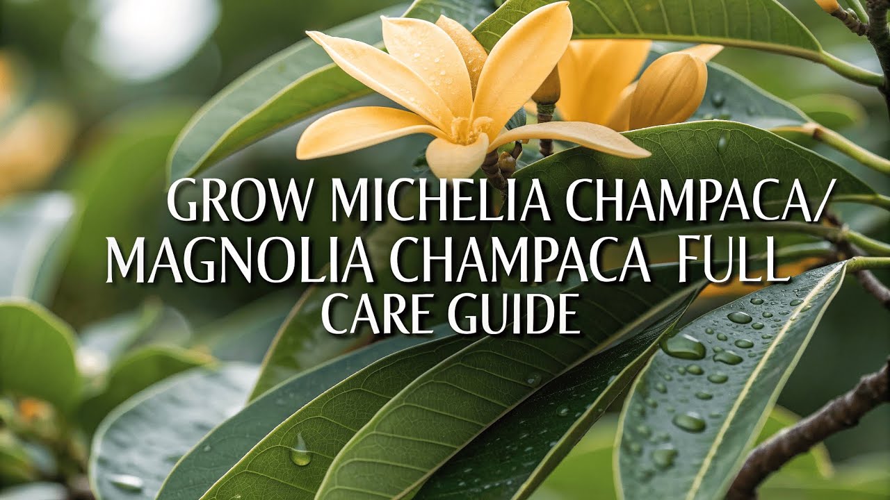 Как выращивать микелию чампаку / магнолию чампаку | Полное руководство по уходу | Nature Nurture Hub