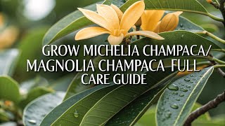 How To Grow Michelia Champaca Magnolia Champaca Full Care Guide Nature Nurture Hub