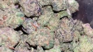 Baby Budz Of Apple Fritter Weed Strain 😶‍🌫️😤😮‍💨🤌🔥💯 #PNW #Weed