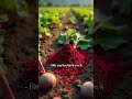 चुकंदर का जादू । Saptamveda Beetroot Powder  #health #Saptamveda #beetrootpowder