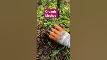 Best Organic Method to Control Weeds | GrowPro
