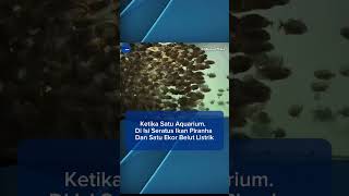 Seratus Piranha VS Belut Listrik Bakal Menang Mana.? #predatorfish #hiburan #faktaunik #fypシ゚viral