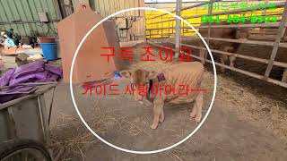 무안소재 대형축사를 소개합니다