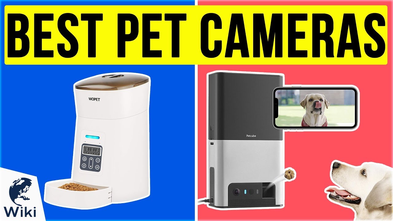 9 Best Pet Cameras 2020 YouTube