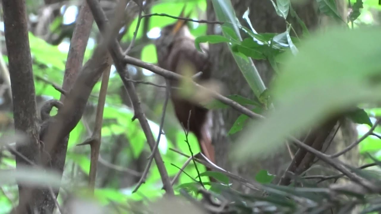 Canto do Arapaçu-grande (Dendrocolaptes platyrostris)