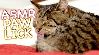 ASMR Cat  Grooming #11