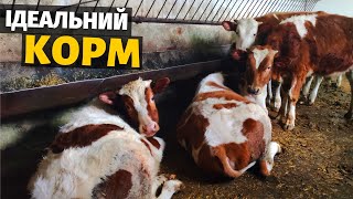 Силос в домашніх умовах. Раціон відкорму бичків у 7-8 місяців. Бізнес на биках в Україні!