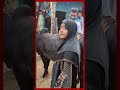 'গরুর দাম বেশি' #diabari #cow #cattle #eiduladha #shorts #somoytv