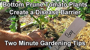 Bottom Prune Tomato Plants for Airflow & A Disease Soil Splash Barrier: Two Minute TRG Tips
