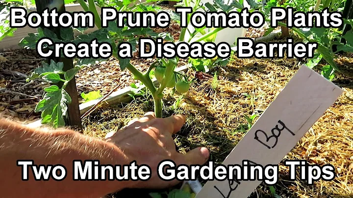Bottom Prune Tomato Plants for Airflow & A Disease...