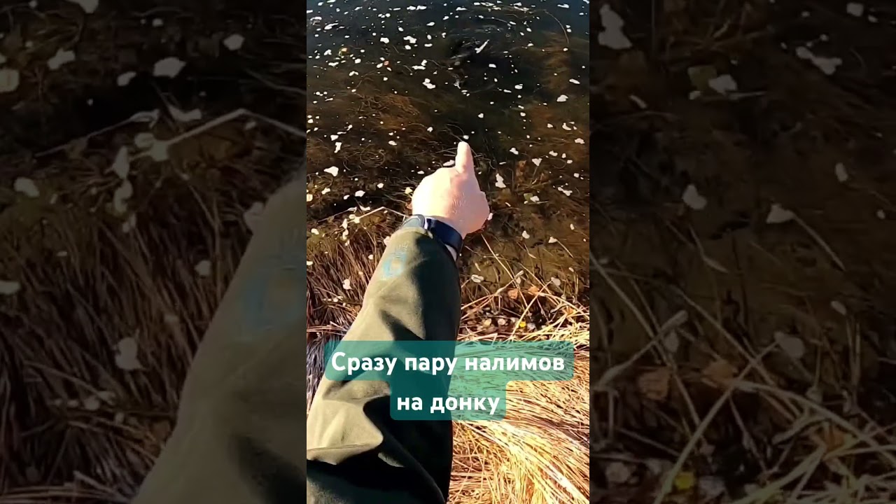 Мои первые налимы на закидушку