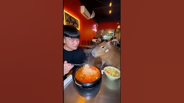 Cậu Huy dẫn capybara đi ăn mỳ cay và cái kết #capybara  #momohuykyo