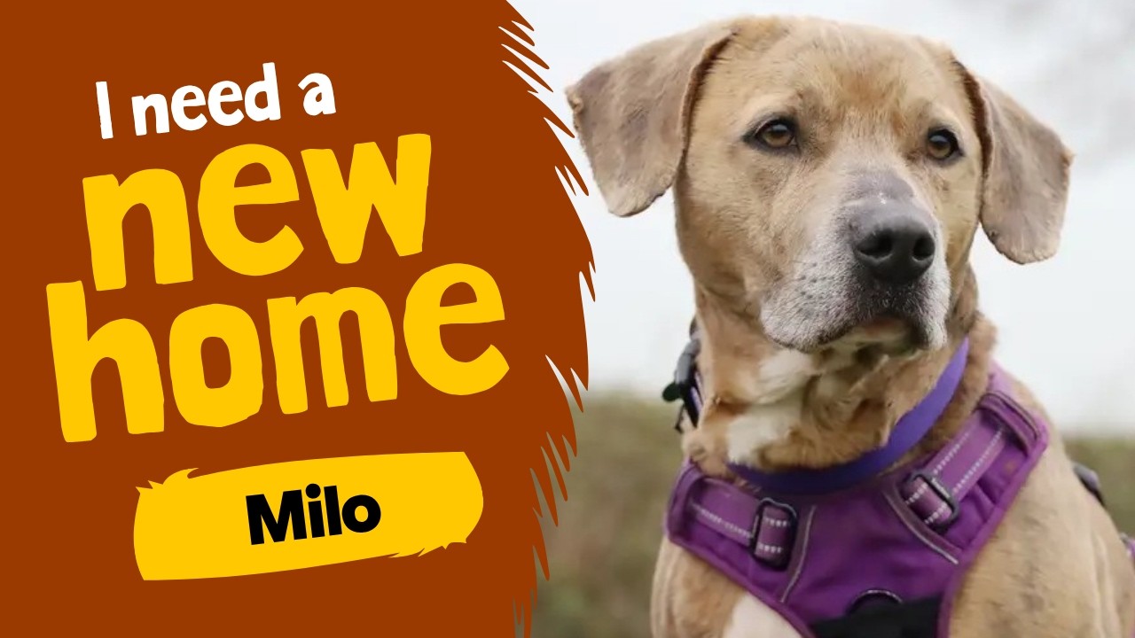 Dog profile video