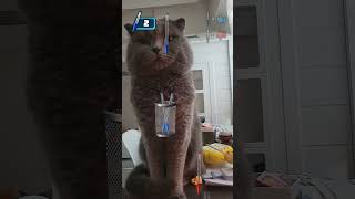 Çok Gerginim Çünkü Köle Annem Pencereyi Kapattı Kuşları Göremiyorum 😿😿