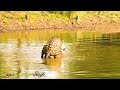Rare Moments From Wildlife Tigers Mating In The Water 