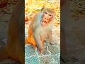 Cute Baby Titi Titi Ae Funnybaby Shorts Cutebaby Kidsshorts Love Viral Trending Baby 
