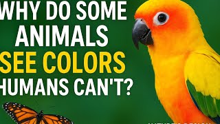 Information Why Do Some Animals See Colors Humans Can’t @TheNaturesDesign  News