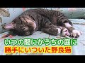 317【猫のほのぼのする話】気づいた時にはすでにうちの庭に住み着いていた
