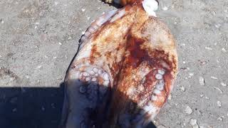 Kleinmond Harbor, Octopus, street views, Pizza World the best Pizzas and Burgers in town.