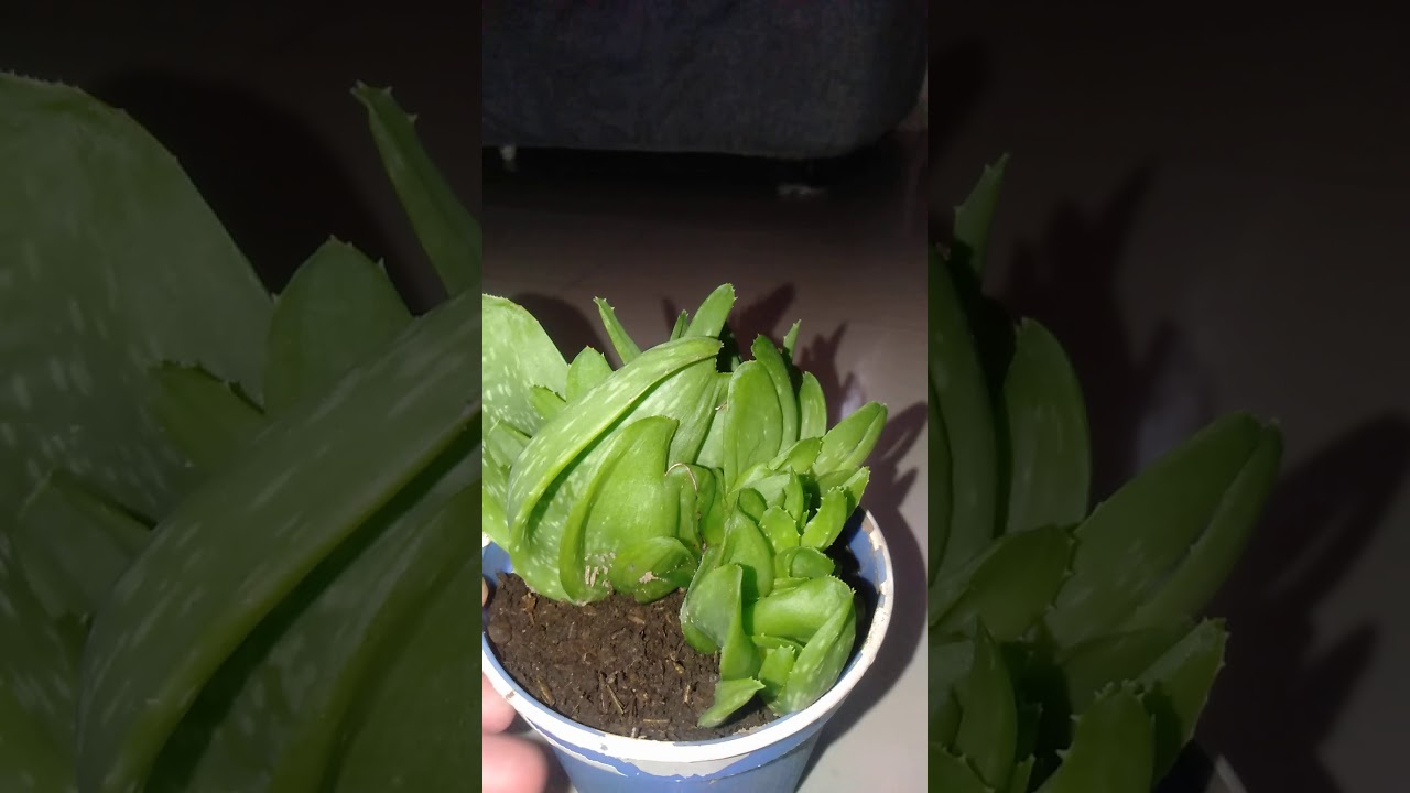 Lidah buaya mini 