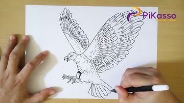 How to Draw a Hawk