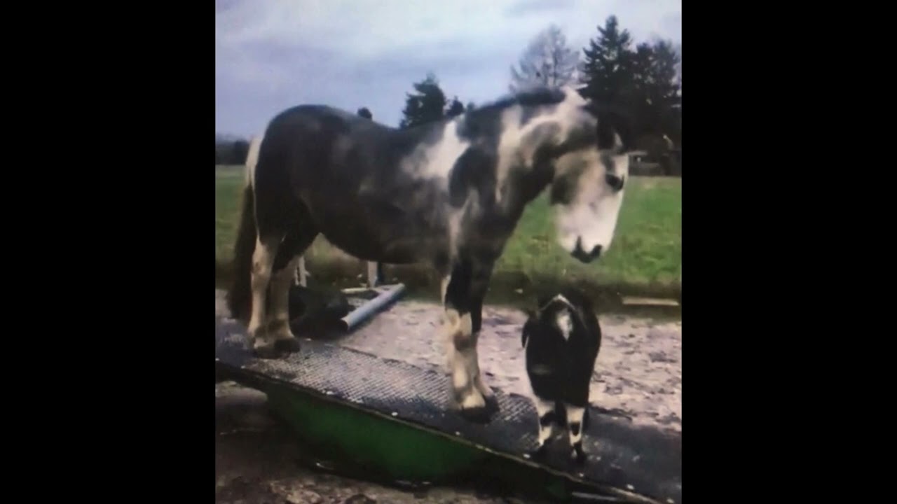 THH Week 8 - Equine Core Stability