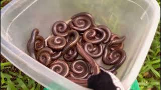 Amazing Catching beautiful Millipedes #insects #animals #millipede