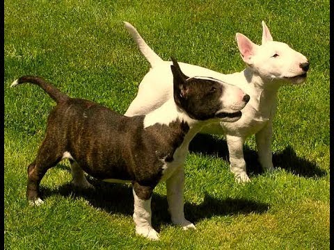 Vídeo: Como Alimentar Um Terrier De Brinquedo