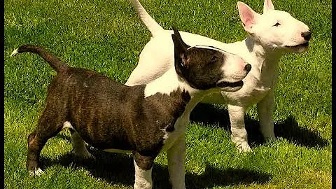 Como educar um filhote de bull terrier?
