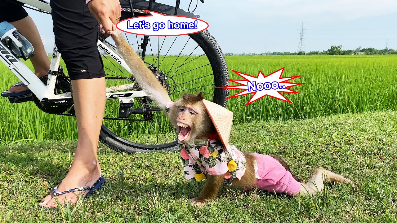 Monkey Lyly hesitated to go home because she was busy playing in the field.