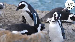 Famous "Waddling in Wonder: Discovering the Charismatic World of Penguins and Their Antarctic Adventures" Wealth