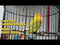 Ramuan Burung Lovebird Ngekek Panjang