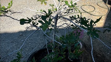 Fig Hunters - Root Pruning (an aggressively root-bound tree)