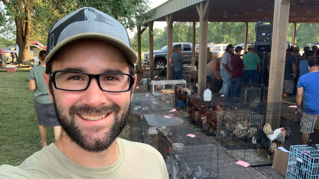 Great Deals at the Animal Auction!!! YouTube