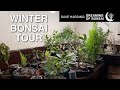 Winter Bonsai Tour, January 2026