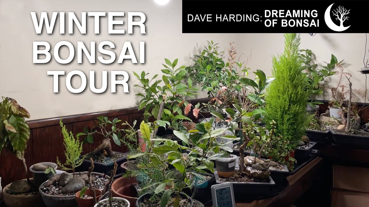 Зимний тур по бонсай, январь 2026 года