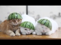 のせ猫 x スイカ帽子 Cat with Watermelon- 2014#2
