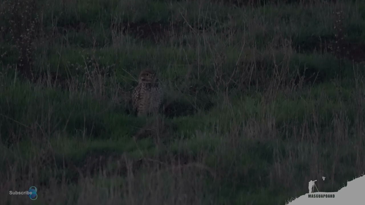 Burrowing Owl Stretching  Before Take Off